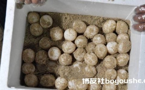 私藏1769粒海龟蛋　菲男监1年罚5万