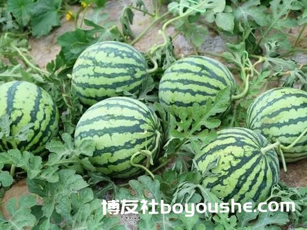 实皆省板卯县区内引种种植日本品种西瓜已获成功