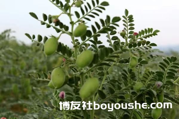 实皆省敏务县区已种植了14,000多英亩鹰嘴豆